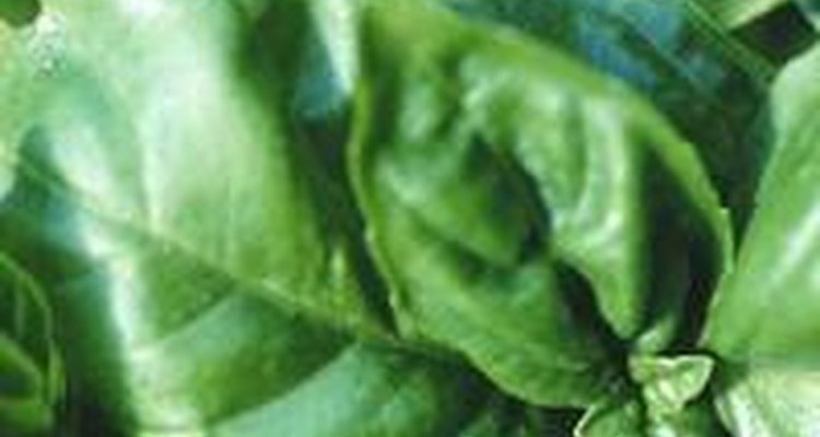 El verde intenso de la albahaca se transfiere bien al plato.