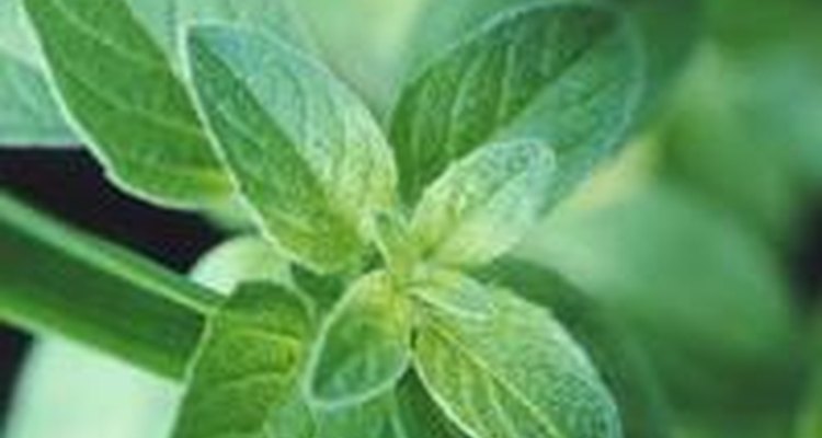 La menta es una hierba cuyo cultivo no requiere prácticamente atención.