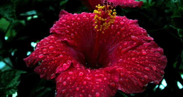 Red Hibiscus
