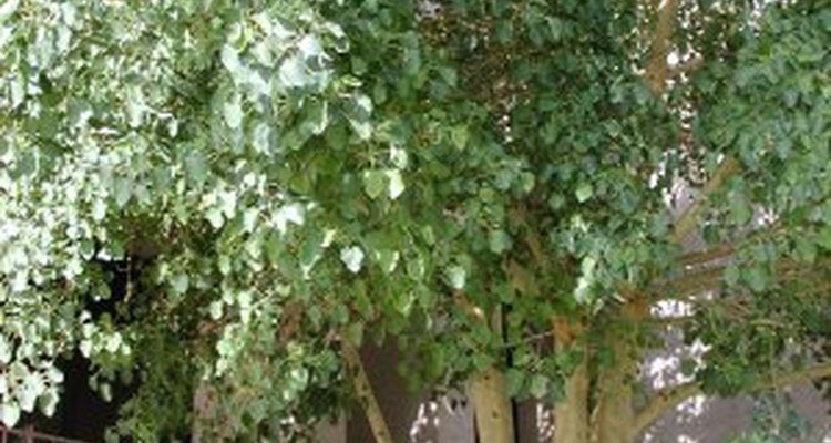 Árbol de ficus.