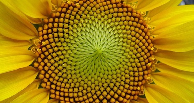 Sunflowers capture the spirit of summer.