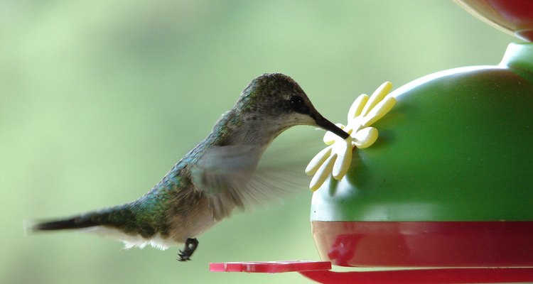 Los colibríes saben cuando dirigirse a climas más cálidos.