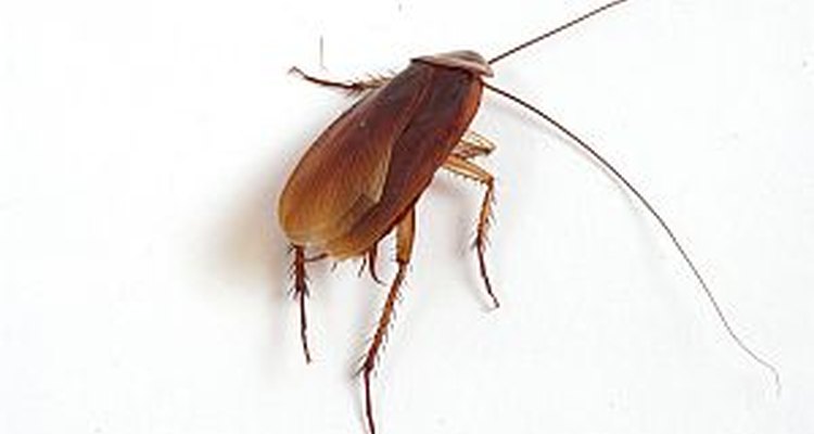 Cucaracha.