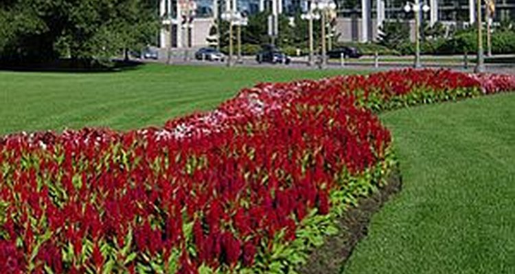Red salvia adds colour to a garden design.