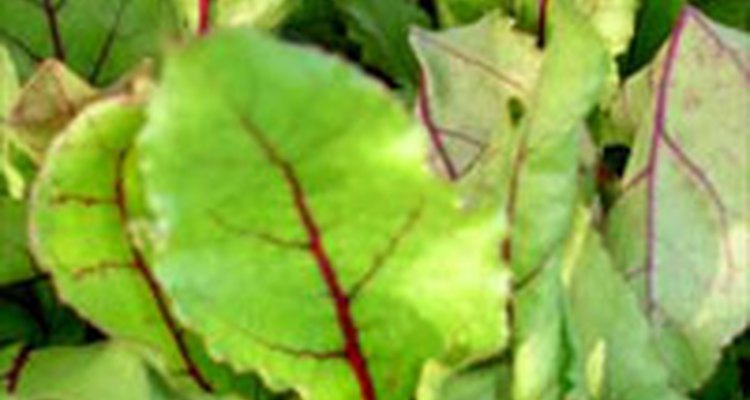 Las hojas de las remolachas son ricas en minerales y  vitaminas.