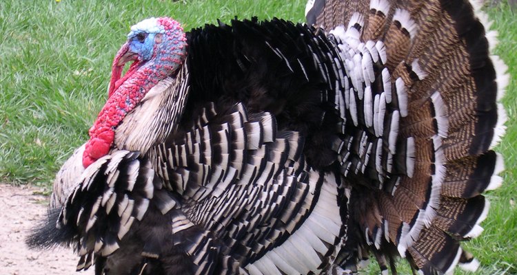 Turkey