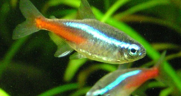 Tetras Neón.