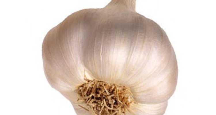 garlic
