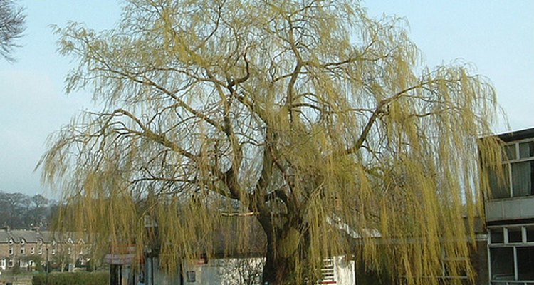 You can make a whistle from a willow tree branch.
