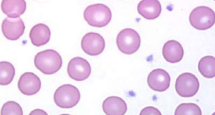 Platelets, created in the bone marrow, allow blood to clot.