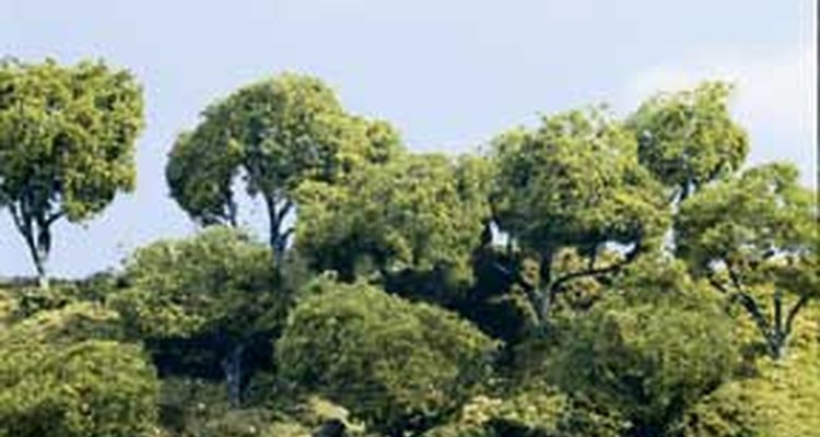 Woodland Scenics forest kit