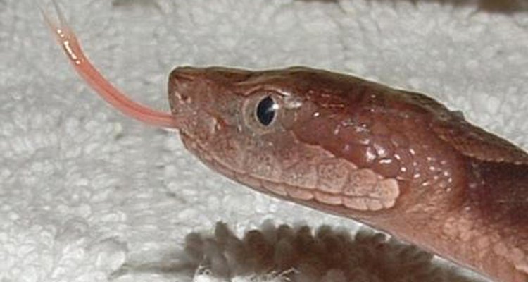 La pupila de una serpiente puede ser clave para determinar si es venenosa. Si lo es, una mordida puede ser mortal.