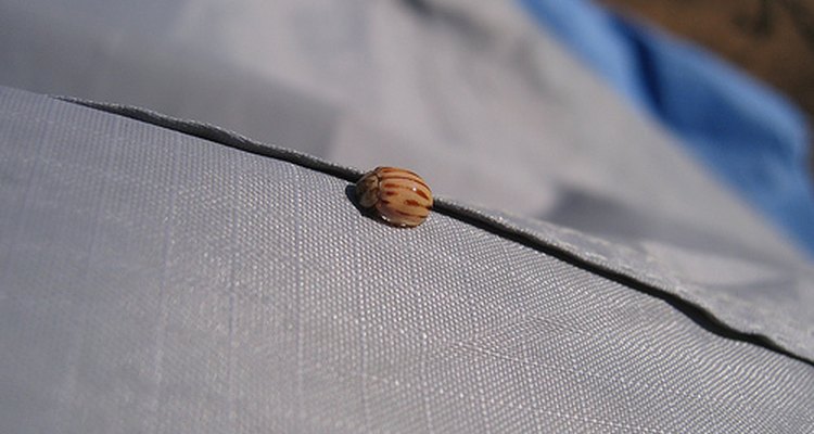 Ripstop nylon with a tiny beetle