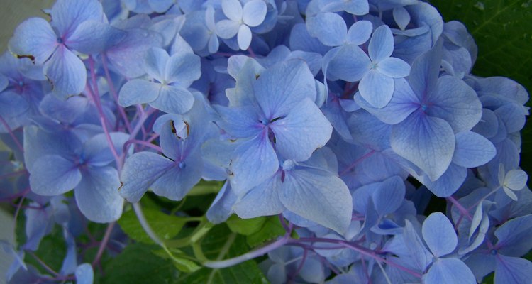 Hay muchas variedades y colores de hortensias.