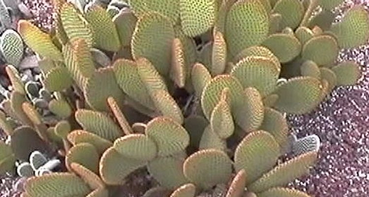 Cactus de crecimiento rápido.