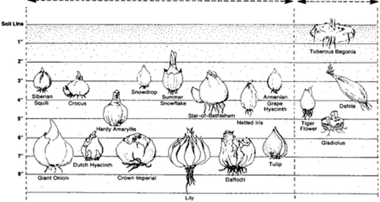 General planting depth for some popular bulbs