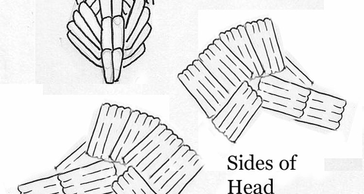 Front and sides of the head.