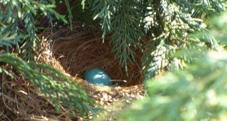 birds can be identified by examining their nest-making handiwork.