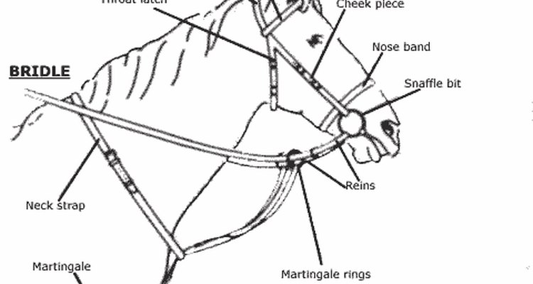 Parts of a bridle