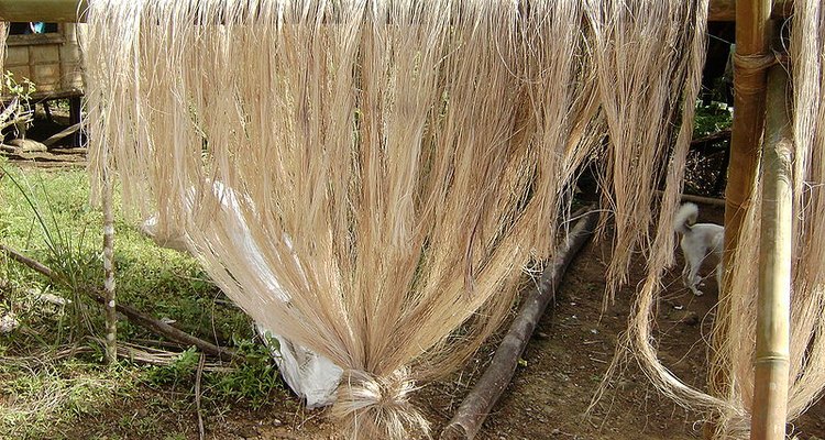 Sinamay is a fabric made from leaf and trunk fibres of the abaca tree.