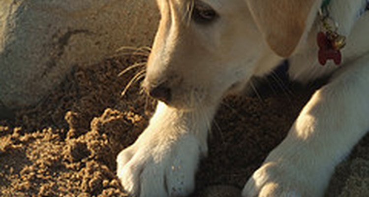 Puppy with rock.