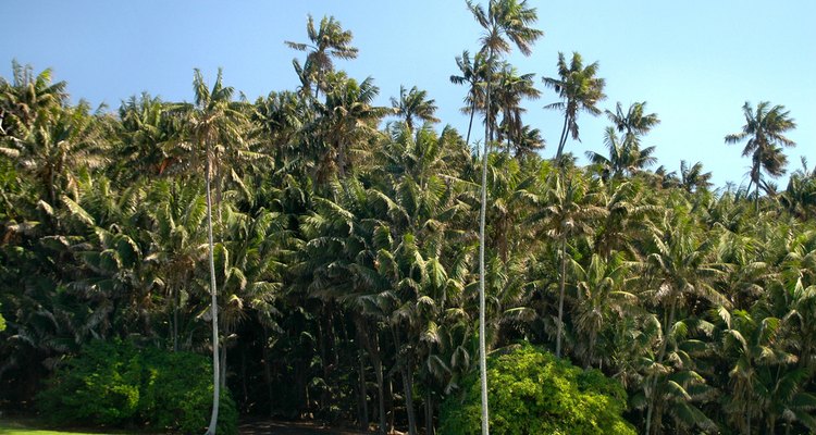 Palmera kentia - Howea forsteriana