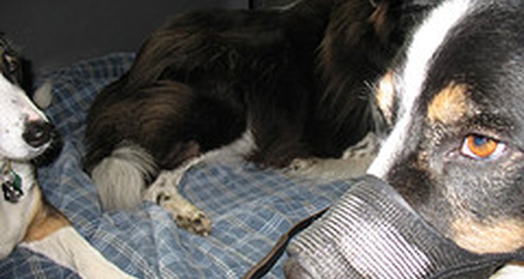 Soft muzzles allow panting and drinking.