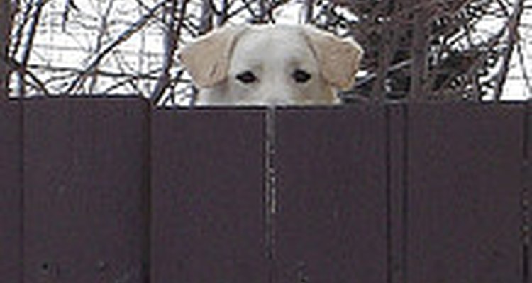 Dog-proof your yard.