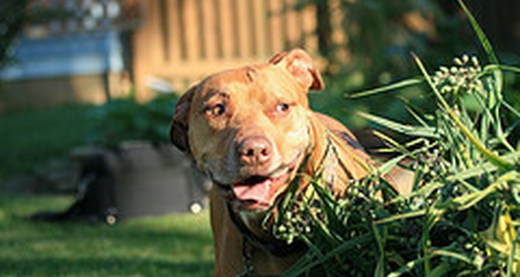 Smart dogs can be sneaky!