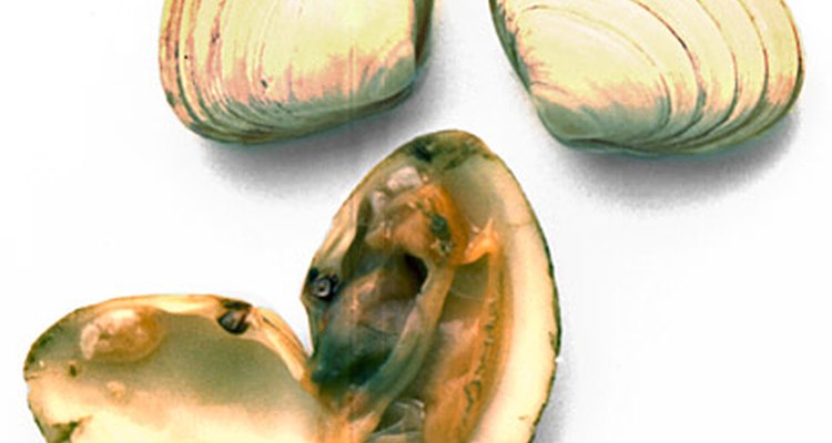 Mollusks are a surprisingly excellent source of potassium