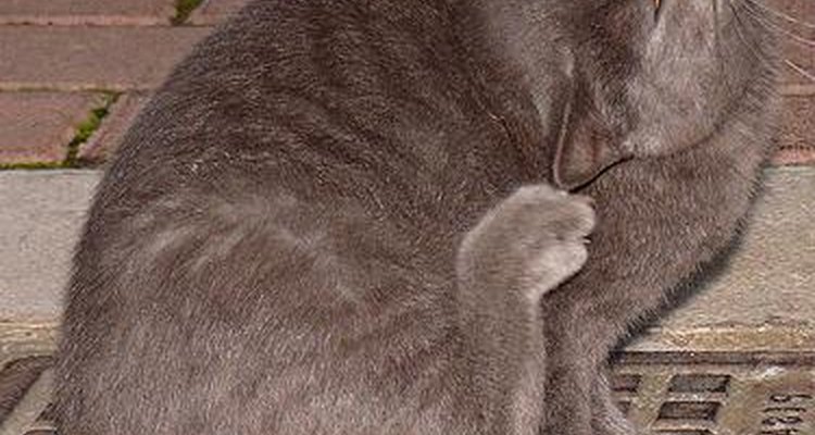 Feline dandruff causes extreme discomfort.
