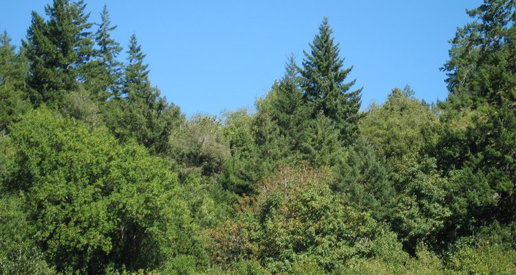 Add trees to the hill for an Oregon scene.
