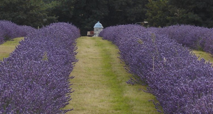 Lavendar farms are becoming more popular all over the world.