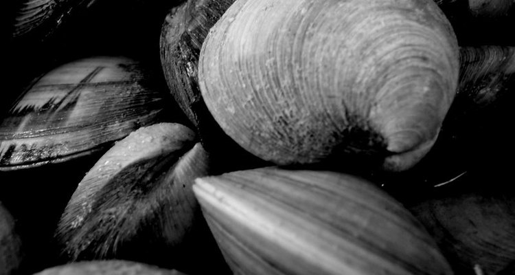 Clams are an excellent source of B12 in foods