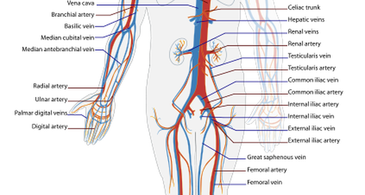 The cardiovasculary system distributes oxygenated blood and is the point of interaction for the heart and lungs.