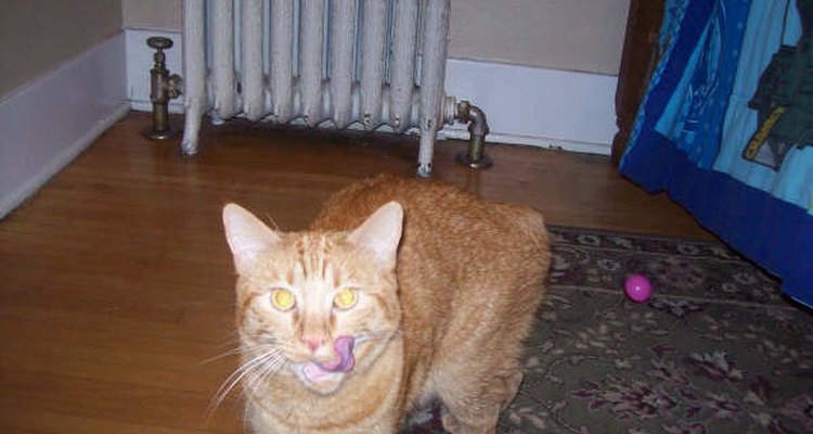 Urine Stains are Both Unsightly and Unhealthy.