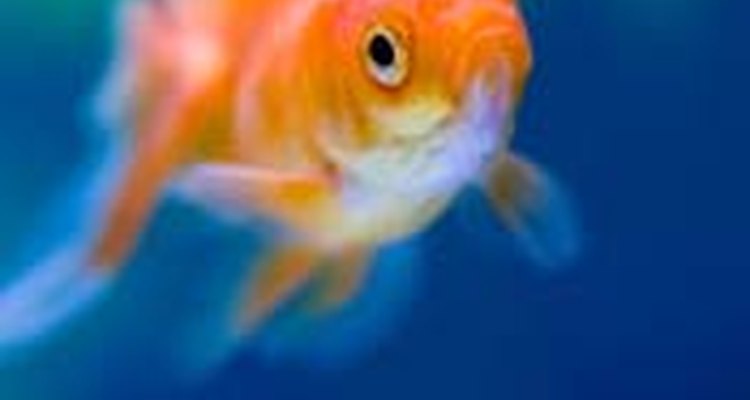 Don't crowd the fish tank.