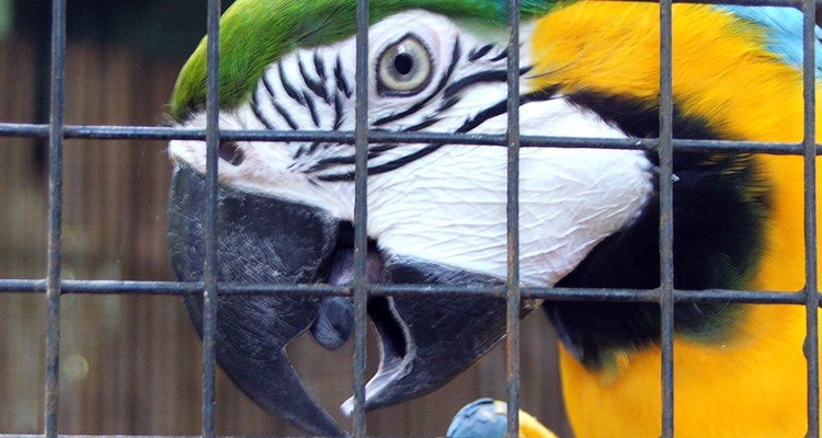 This type of mesh is ideally suited for tough old birds.
