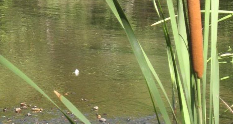 Cattails