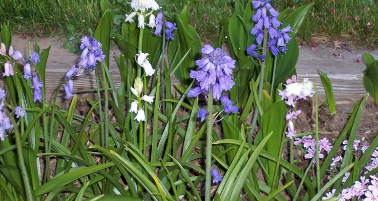 Spanish Bluebells