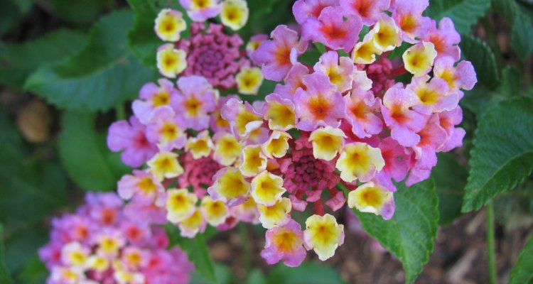 Lantana Flower