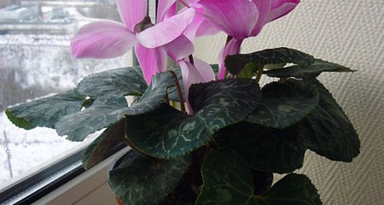 Water your plants while you're away