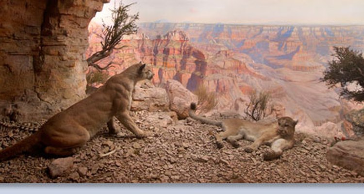 Lion diorama at the American Museum of Natural History