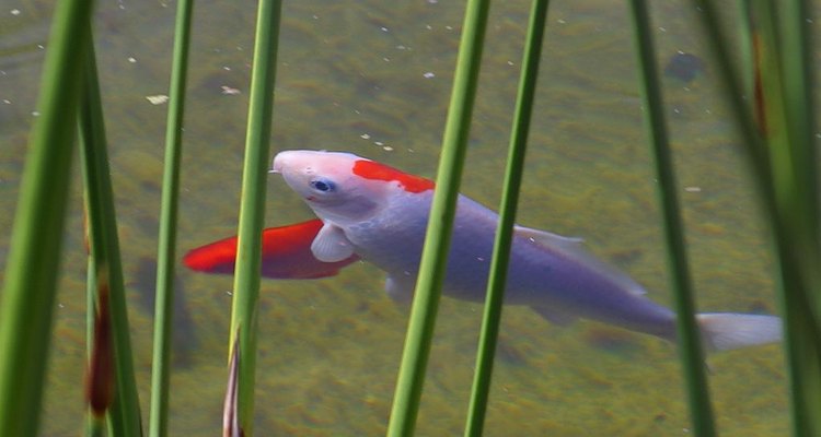 Fish breathe at the bottom of the pond.