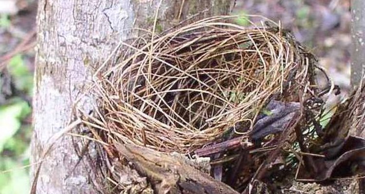Distintas aves poseen diferentes tipos de nidos.