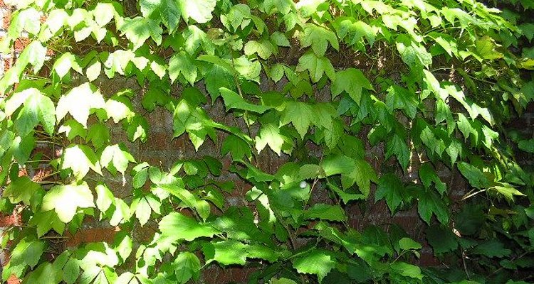 La parra virgen se puede cultivar en una maceta de interiores.