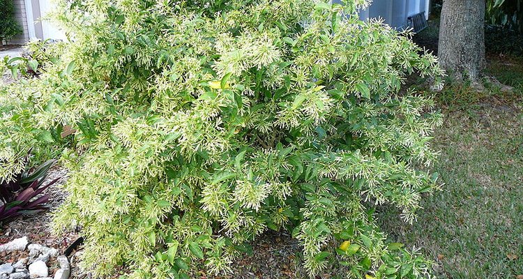 Night blooming jasmine