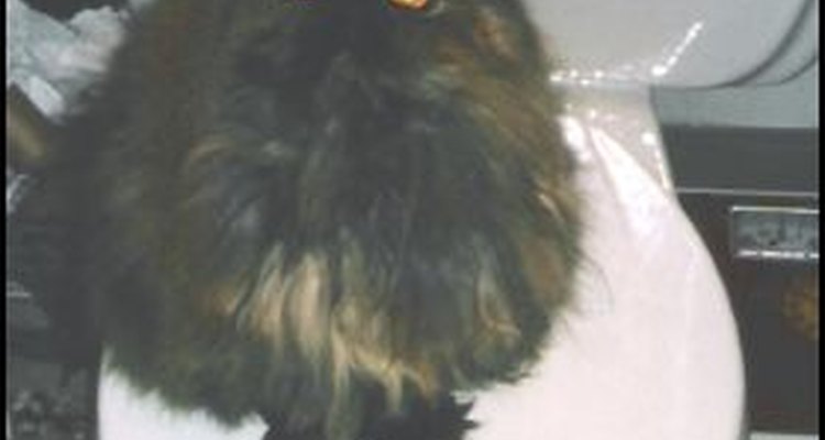 La mayoría de los gatos aprenden donde hacer sus necesidades bastante rápido.