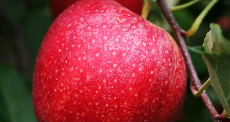 Apple trees can benefit from copper sulphate.