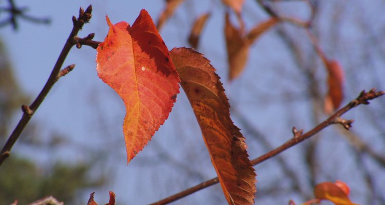 Autumn is the time to apply copper sulphate.